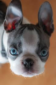 blue boston terrier what to know