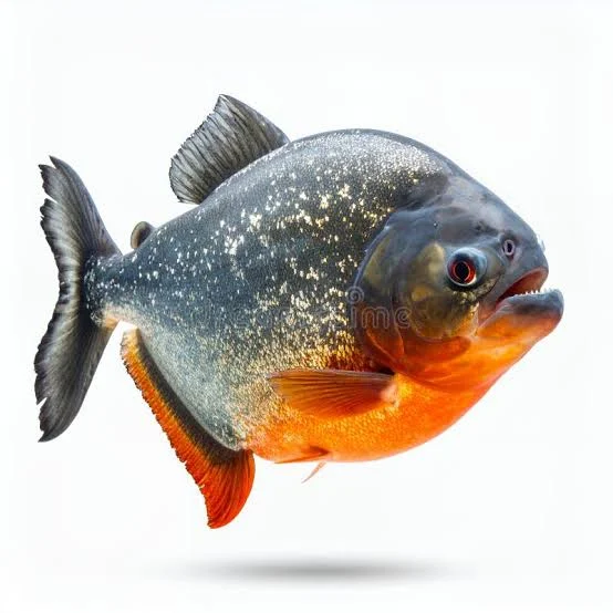 72 Carnivorous Piranha Stock Illustrations, Vectors & Clipart - Dreamstime