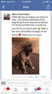 testimonials norhunter irish wolfhounds