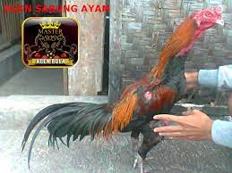 Permainan ini biasanya diikuti oleh perjudian yang berlangsung tak jauh dari arena adu ayam. Kelebihan Ayam Laga Vietnam Berita Jadwal Sabung Ayam Online S1288 Sv388 Sm558