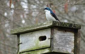 Cedar Tree Swallow Bird House Long