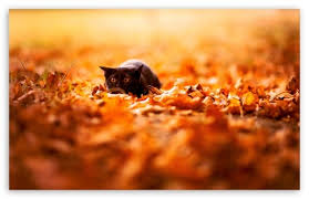 black cat ultra hd desktop background