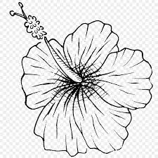 tropical flower flower drawing