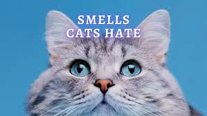 what smells do cats understanding