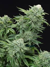 Gorilla glue cannabis strain provides a crazy. Buy Gorilla Glue Marijuana Seeds Online Elev8 Seeds