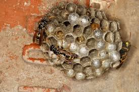 WAT-15743 European Paper Wasps at nest under house roof