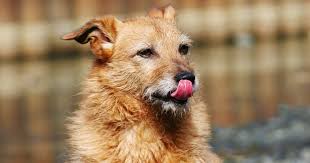 dog keeps licking lips 10 causes dr