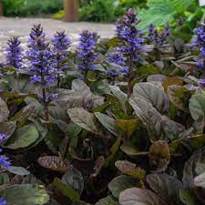 ajuga reptans ground cover plant seed