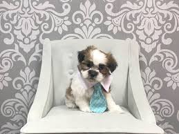 Find 1859 listings of mi ki puppies for sale in ireland near you. Mal Shih Dog Male Brown White 1977753 Furry Babies
