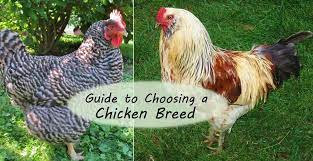 What are the best chicken coops for 4 chickens? Guide To Choosing Chicken Breeds Pick The Best Breeds For Your Flock