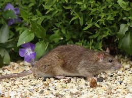how to get rid of rats from your yard