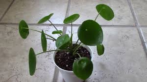 Check spelling or type a new query. How I Fixed Curly Leaves On My Pilea Peperomioides Youtube