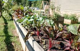 Best Vegetable Garden Edging Border