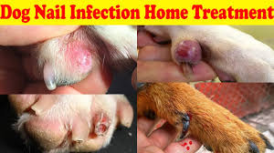 what does an infected dog nail look like