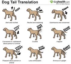 What Your Dogs Tail Can Tell You