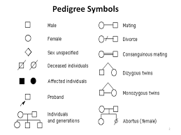 1 Pedigrees Suppose You Wanted To Learn About An Inherited