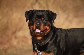 What Should Be Proper Rottweiler Weight And Hight