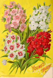 Pin On Flower Seed Catalogs