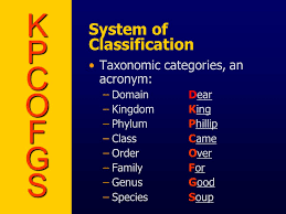 Unit 11 Classification Of Living Things Ppt Download