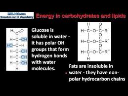 b 3 energy in carbohydrates and lipids