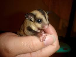 sugar gliders general information and