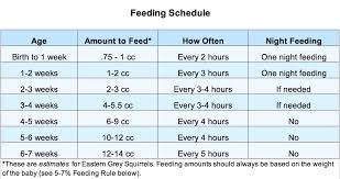 baby squirrel care formula feeding