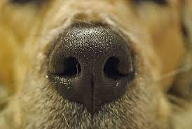 6 reasons your dog has a dry nose vet
