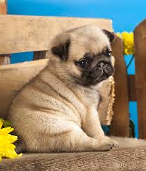 Best Food For Pug Puppies Tasty Healthy Choices