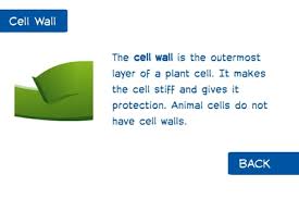 plant cell structures and functions