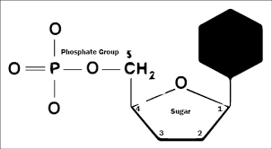 phosp nitrogenous base sugar