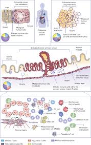 Harnessing The Innate Immune System And Local Immunological