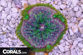 mini maxi carpet anemone cs com