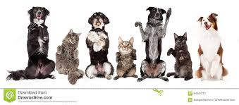 Image result for cat and dogs pictures together