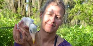 Wood Stork Research