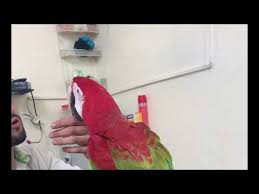 Harlequin macaws are large hybrid parrots that have a gift for gab and a comical personality that is perfect for an engaging harlequin macaw: Green Wing Shamrock Macaw Youtube