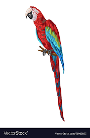 macaw parrot royalty free vector image