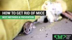 How To Get Rid Of Mice Uk Best