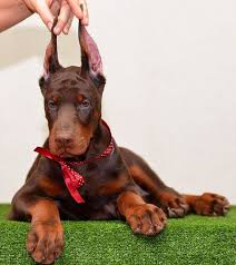 Find european doberman in dogs & puppies for rehoming | 🐶 find dogs and puppies locally for sale or adoption in ontario : Red Doberman Female For Sale Usa Red Doberman Pinscher Doberman Puppies For Sale Doberman Pinscher Dog