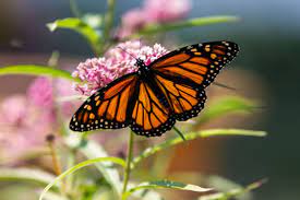 grow milkweed to attract monarch