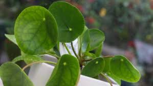Maybe you would like to learn more about one of these? Why Your Chinese Money Plant S Leaves Are Curling Love Planting