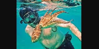 • the netflix documentary my octopus teacher tells the story of craig foster , a diver who forged a profound friendship with a gentle octopus with whom he visited every day for a year. Between Man And Mollusc The New Indian Express