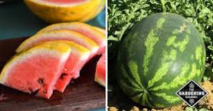 Which type of watermelon is sweetest?