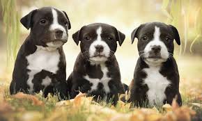 We've got pups from breeders and private sellers. American Staffordshire Terrier Amstaff Dog Breed Info Videos Faqs
