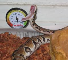 Ball Python Size Chart Siteze