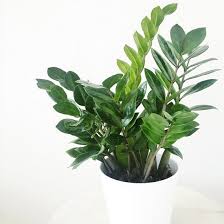 3 Toxic Houseplants For Dogs Pretty