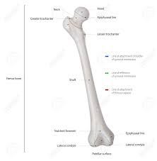 Infographic Diagram Of Human Femur Bone Or Leg Bone Anatomy System