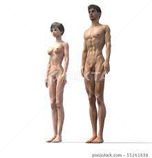 Men and women of body type comparison full nude... - Stock Illustration  [55261830] - PIXTA