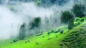 We hope you enjoy our growing collection of hd images to use as a background or home screen for your. Green Forest Mountain With Mist During Morning Time 4k Nature Hd Desktop Wallpaper Widescreen High Definition Fullscreen