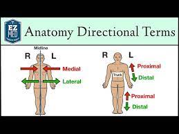 anatomical position and directional