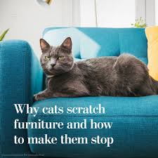 your cat from scratching the furniture